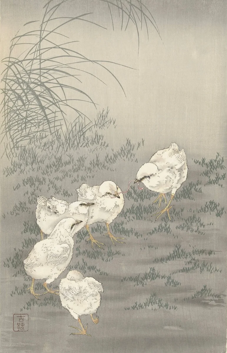 Chicken 9
