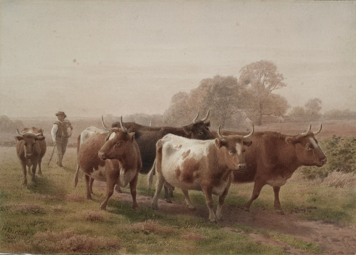 Cows 3