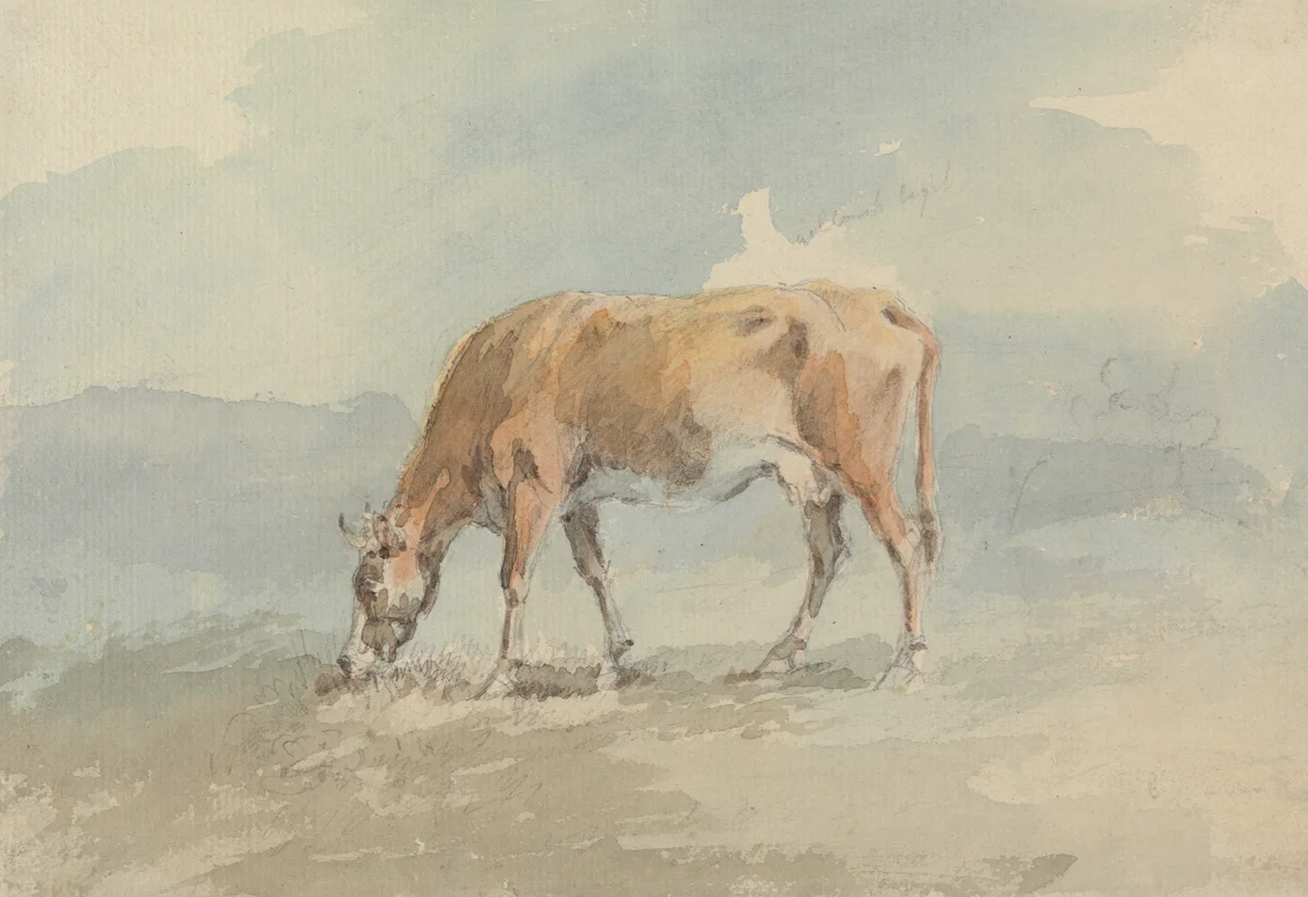 Cows 109 4