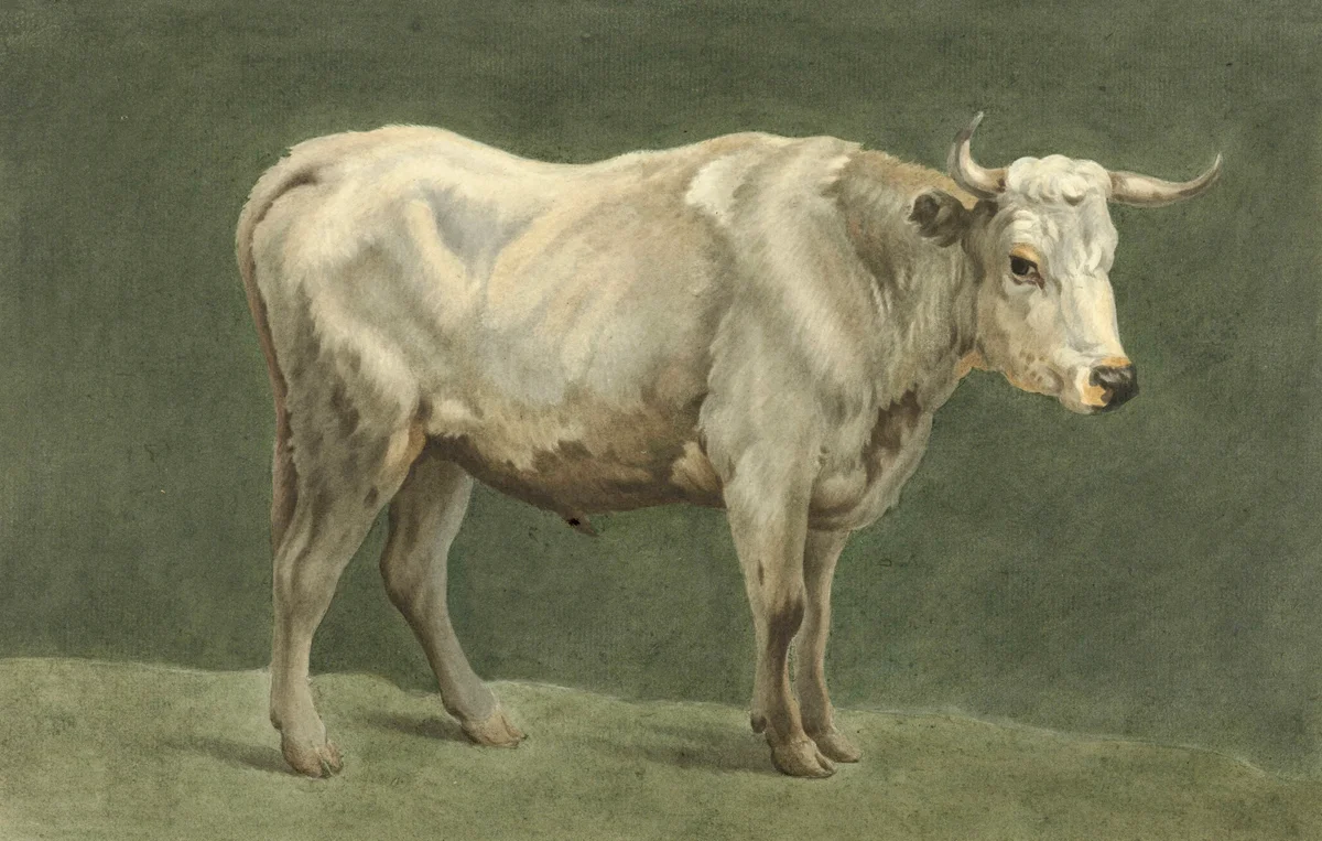 Cows 109 5