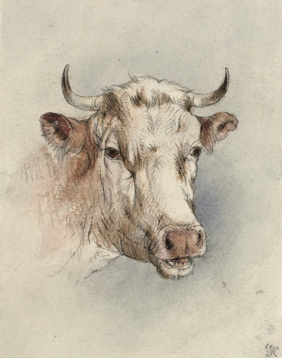 Cows 134 3