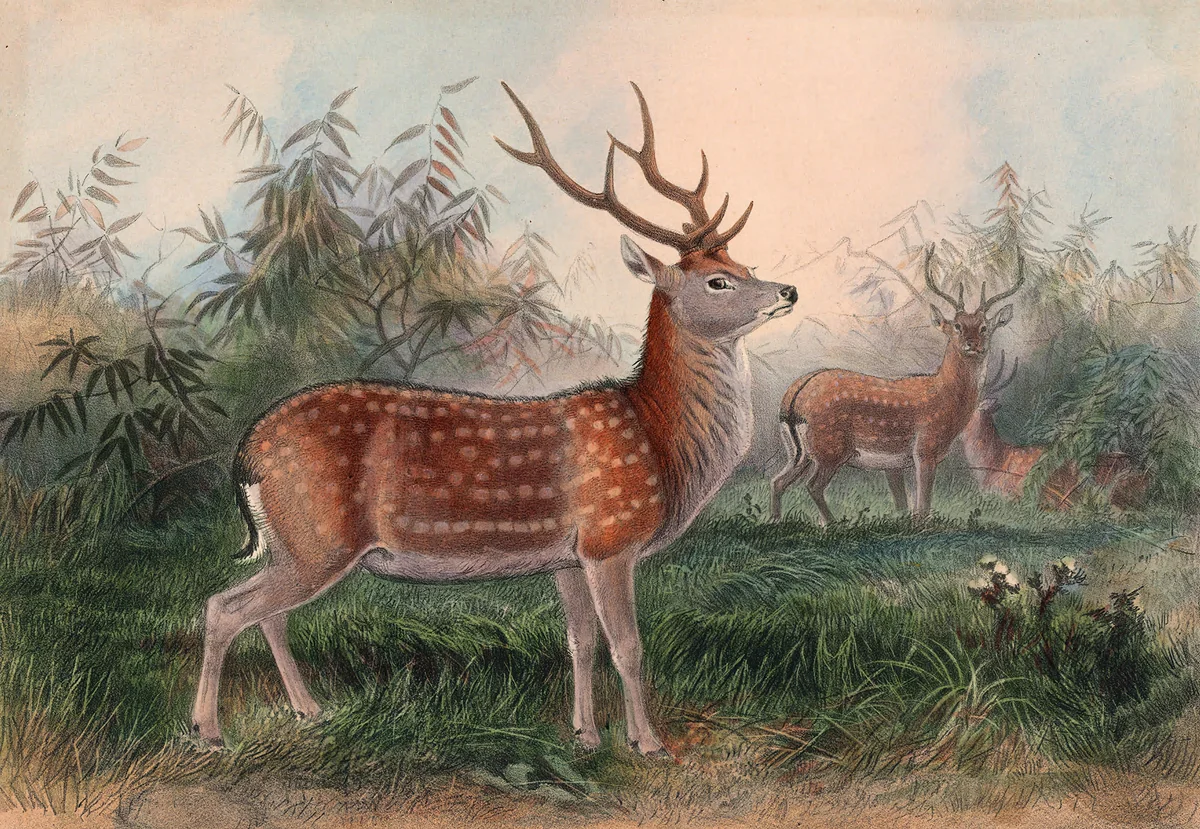 Deer 1