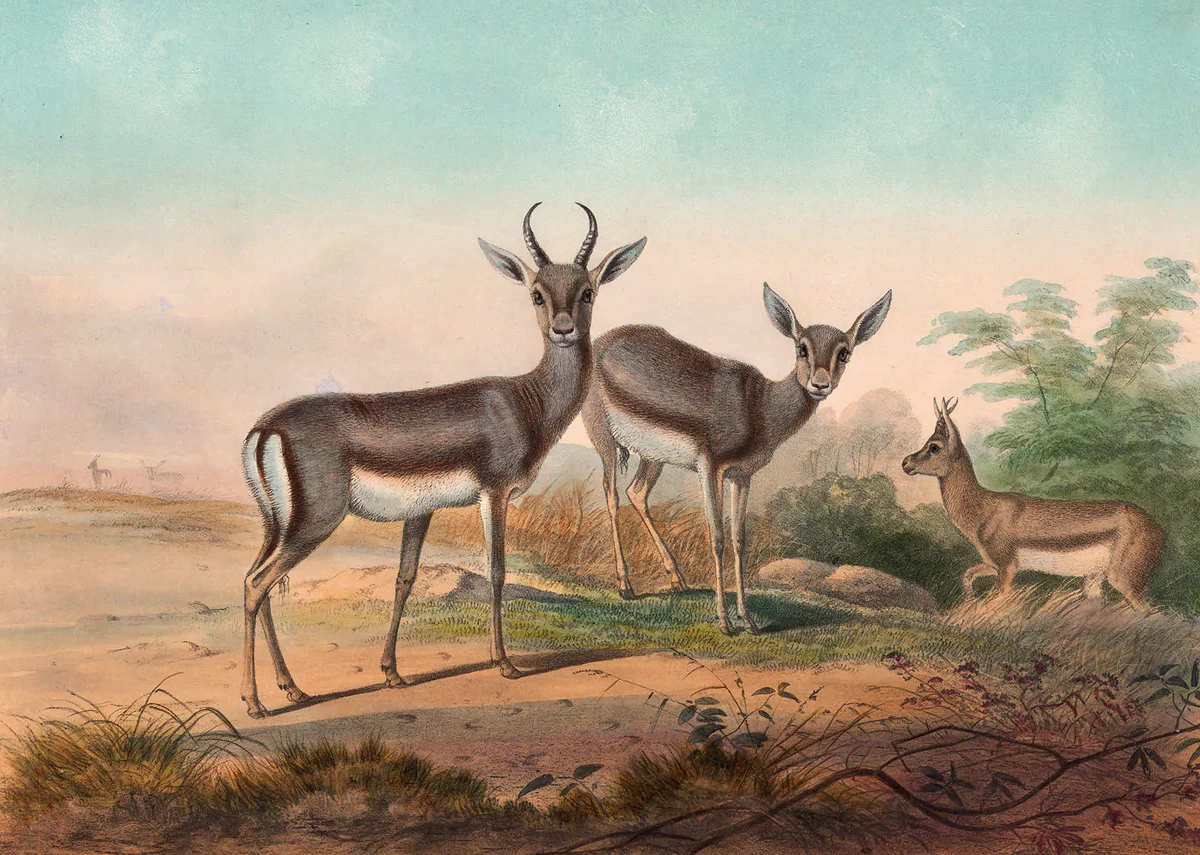 Deer 6