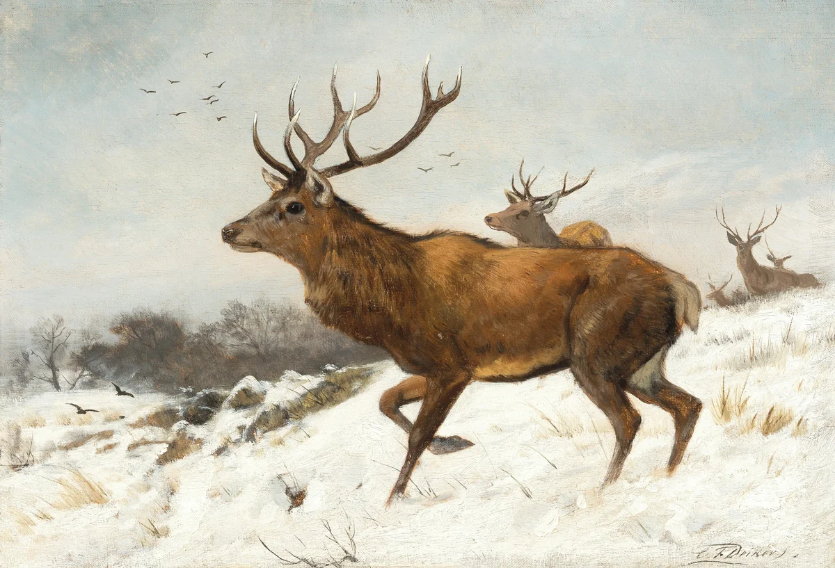 Deer 7