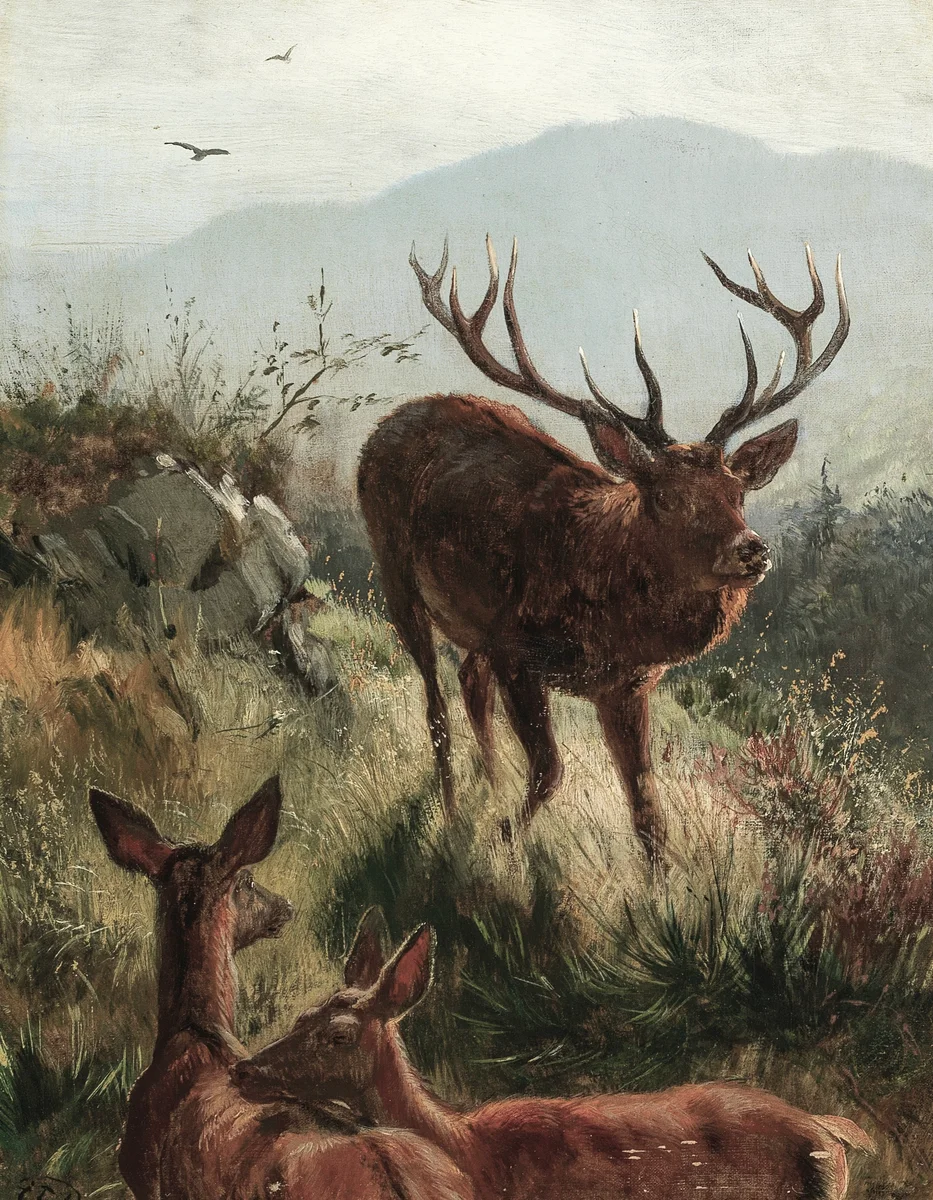 Deer 8