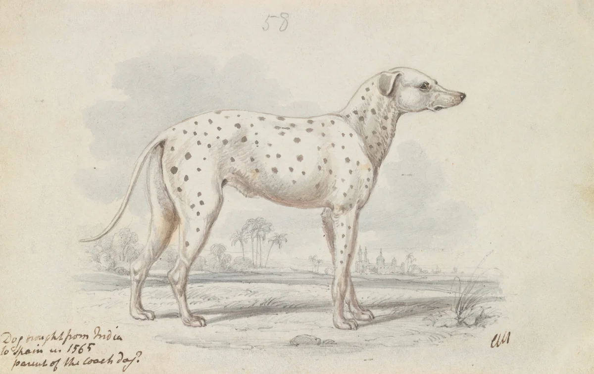 Dogs 3 6