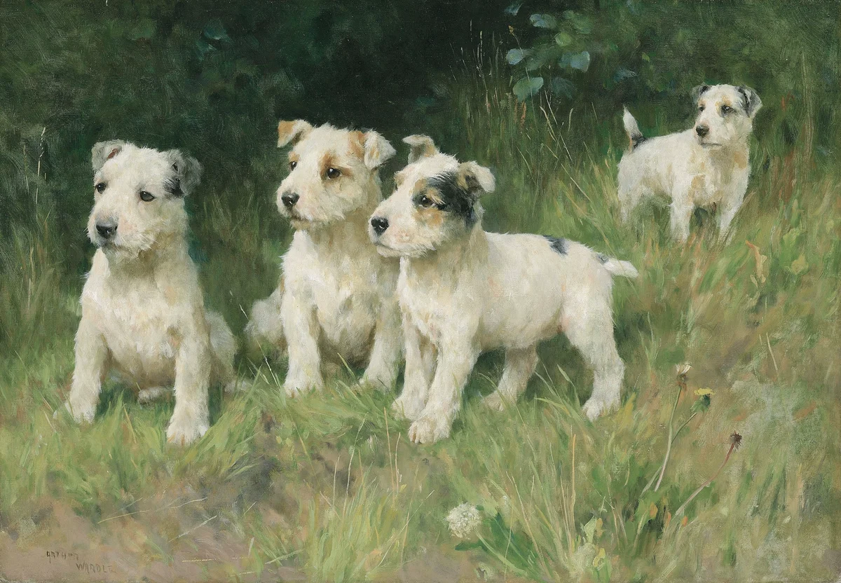 Dogs 5 3