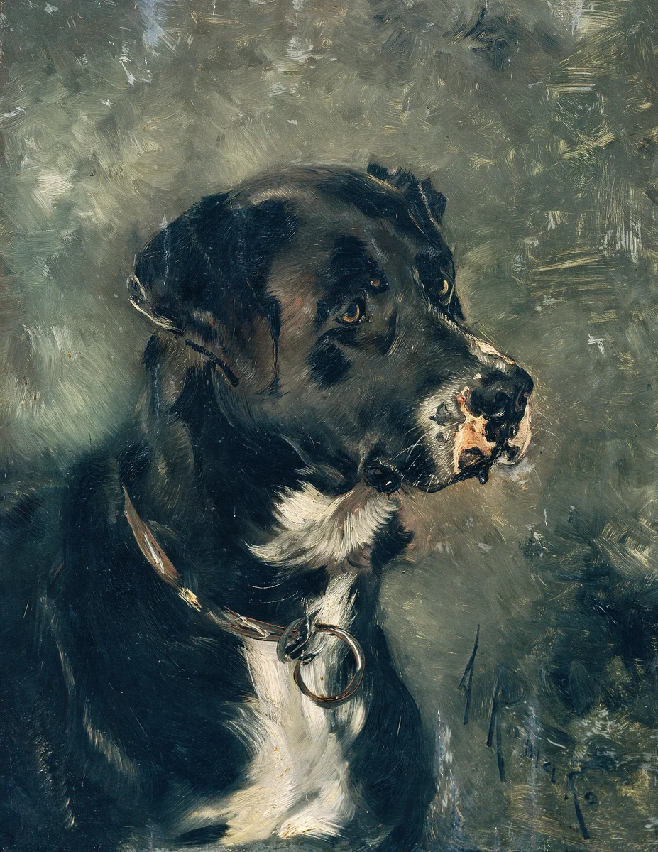 Dogs 12