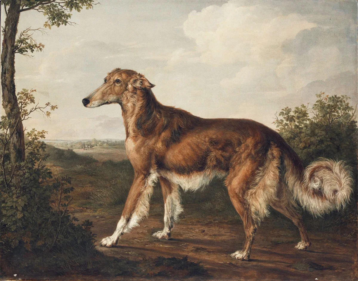 Dogs 16