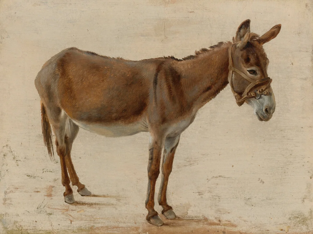 Donkeys 1