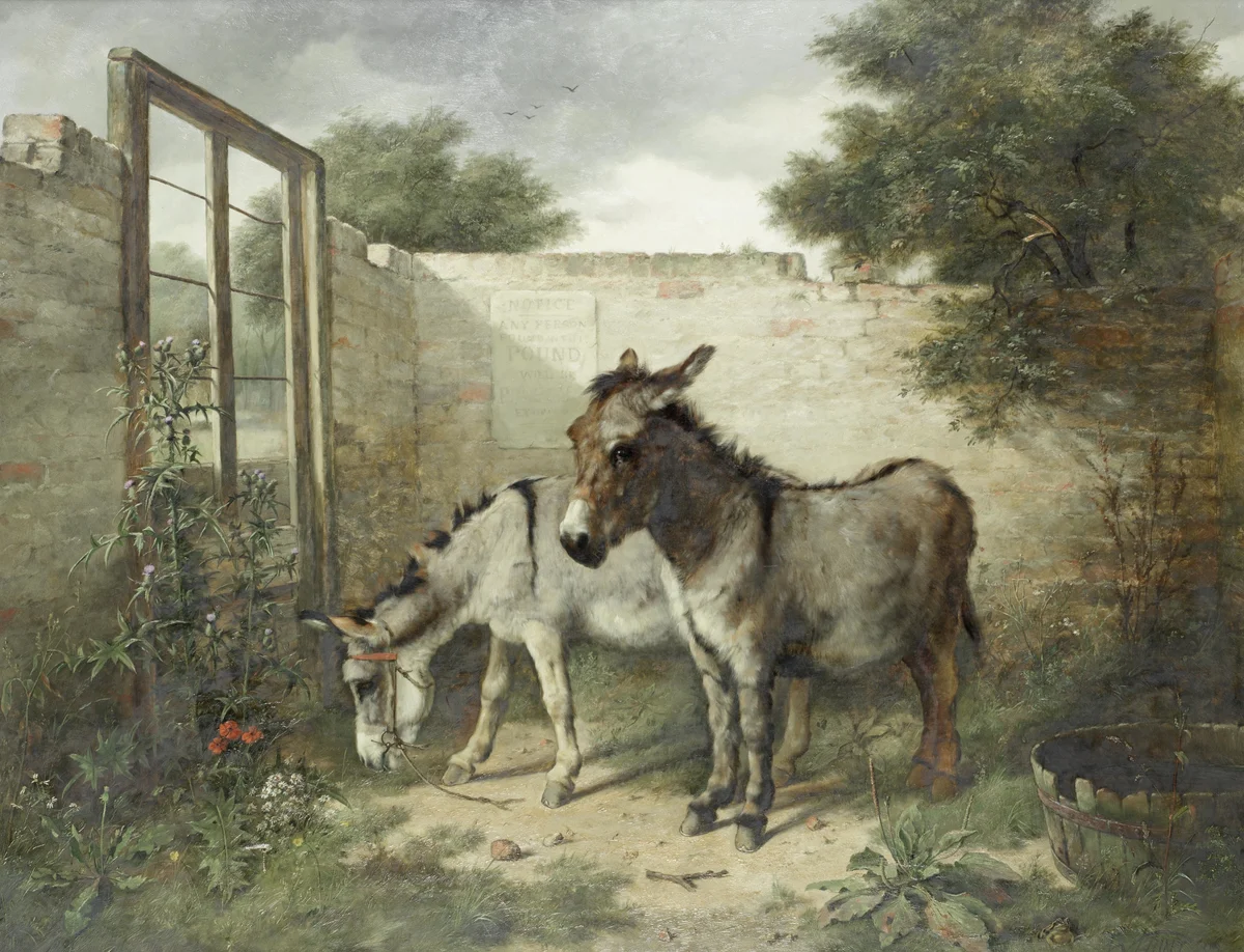Donkeys 2