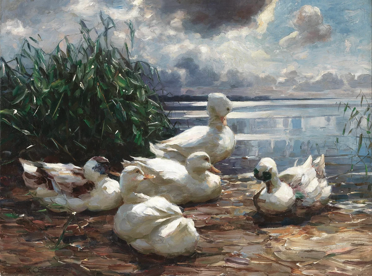 Ducks 1