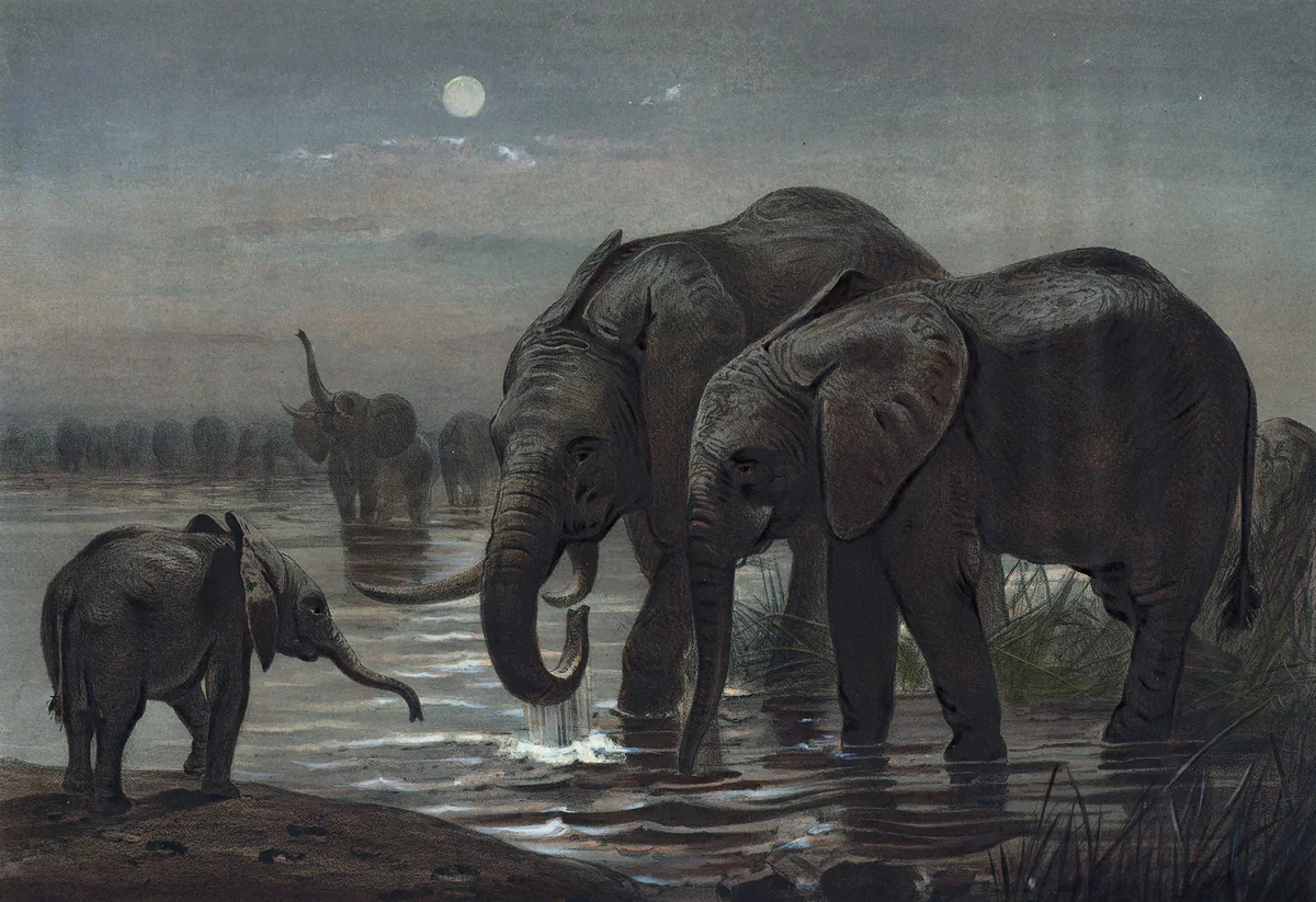 Elephant 1