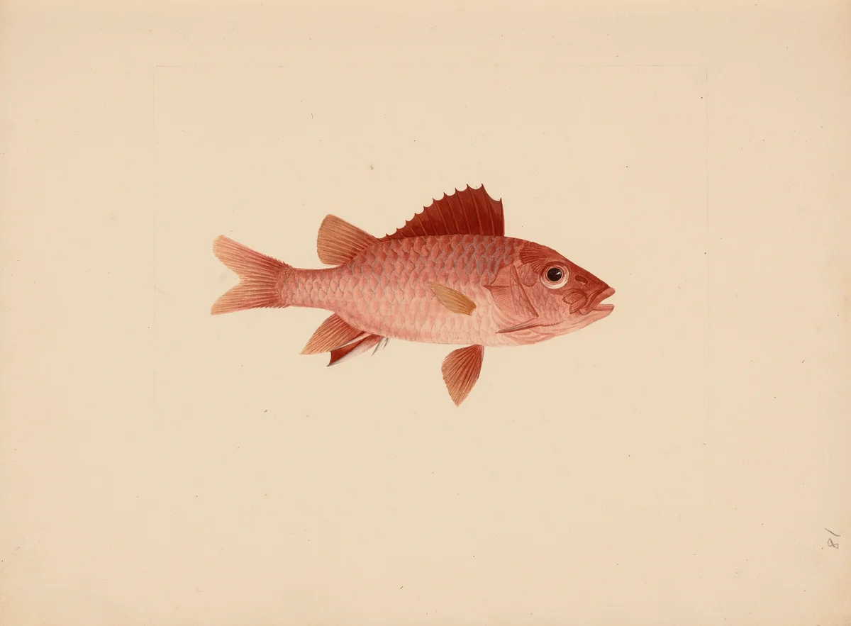 Fish 1