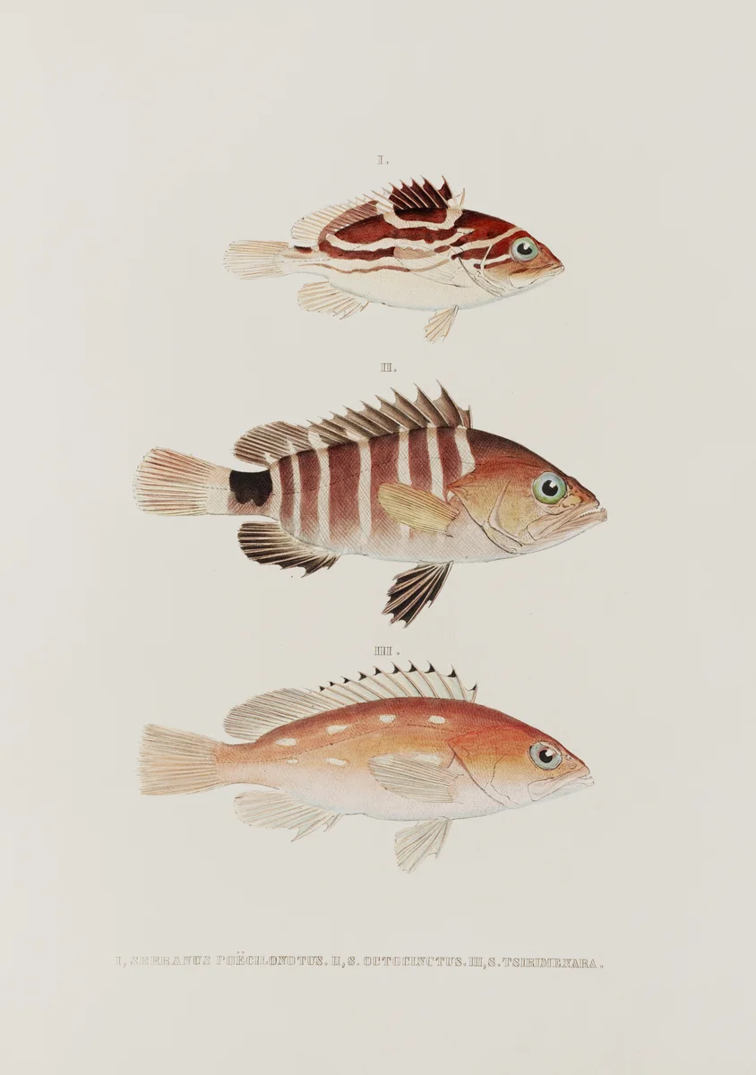 Fish 2