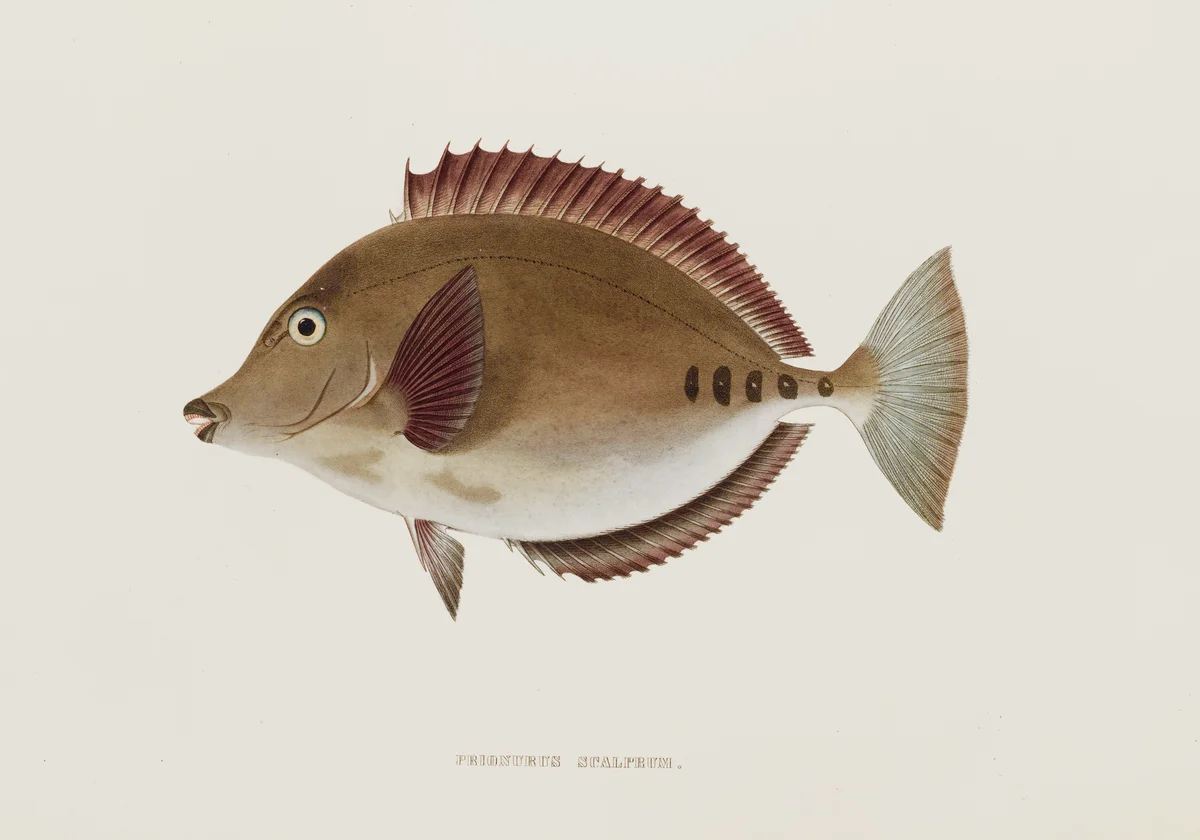 Fish 4