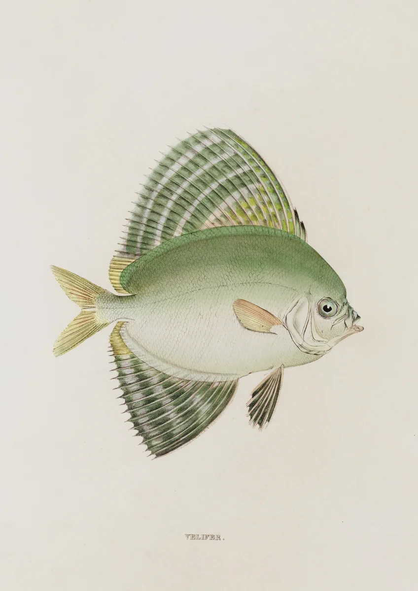 Fish 5