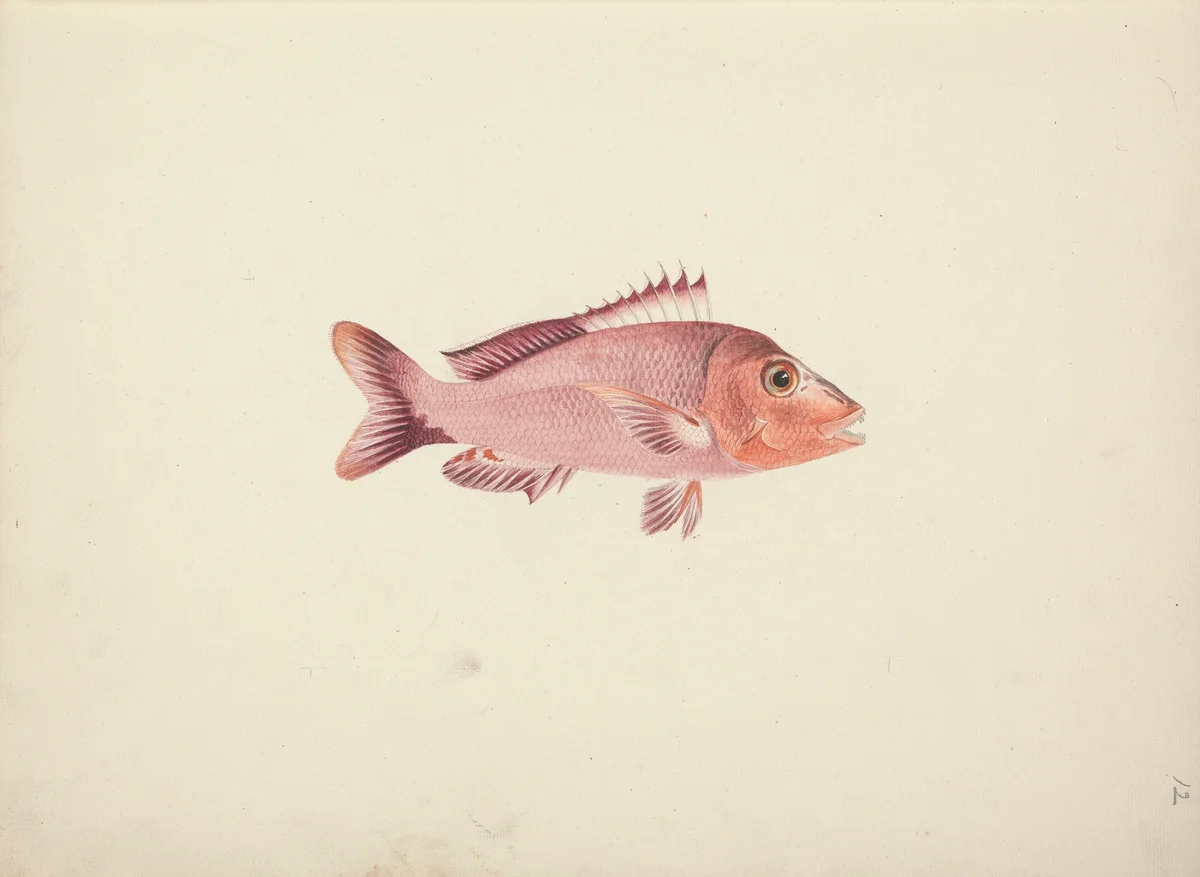 Fish 6