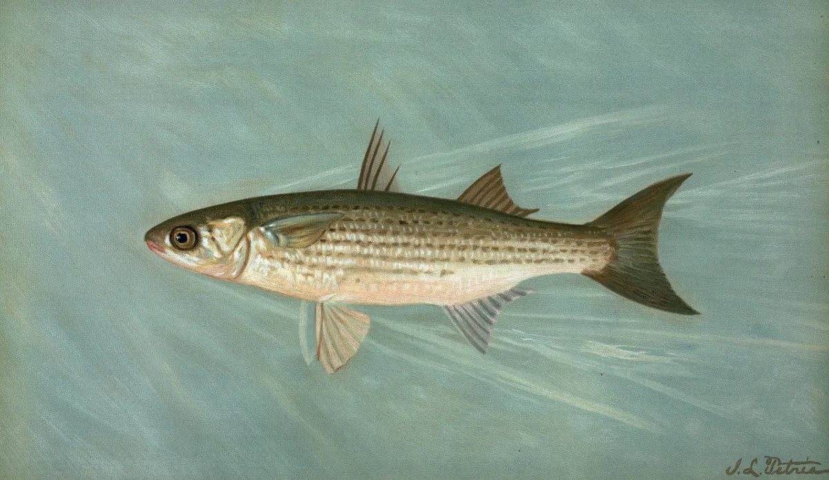 Fish 7