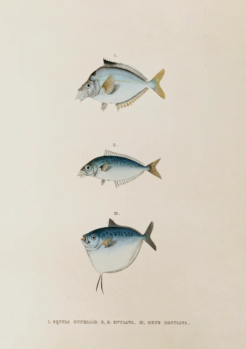 Fish 137 1