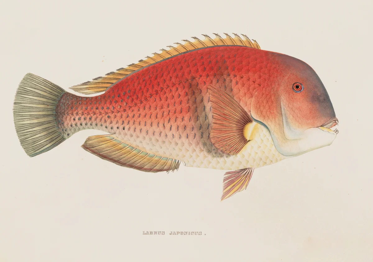 Fish 137 2