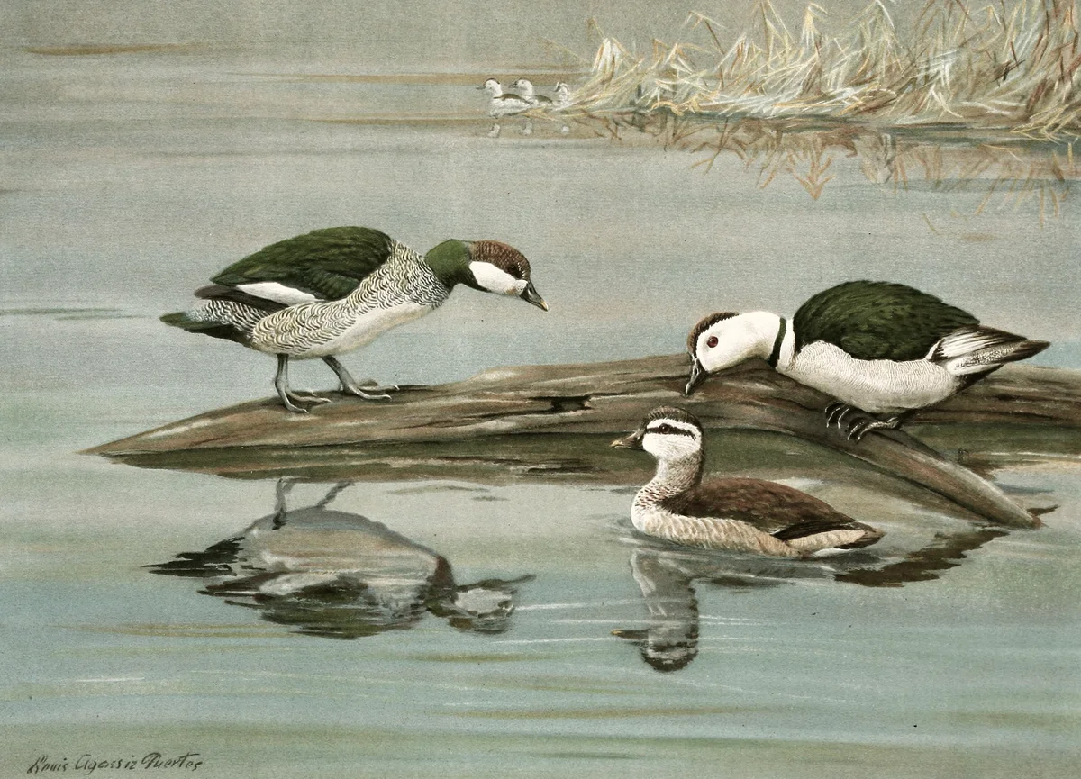 Geese 4
