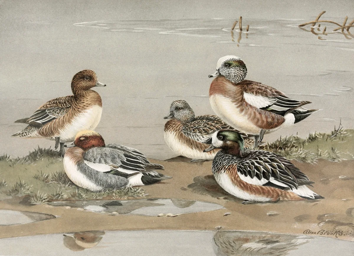 Geese 1 1
