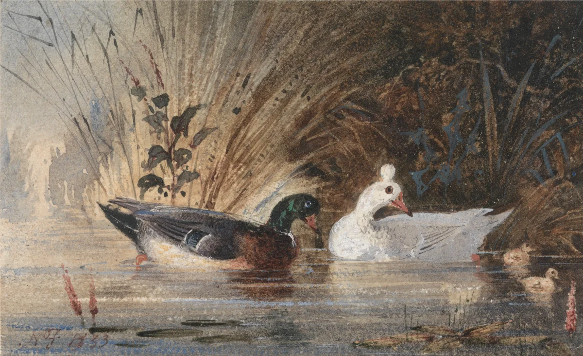 Geese 5