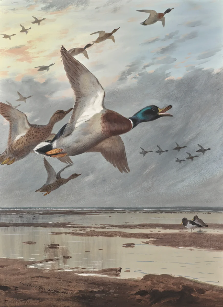 Geese 1 2