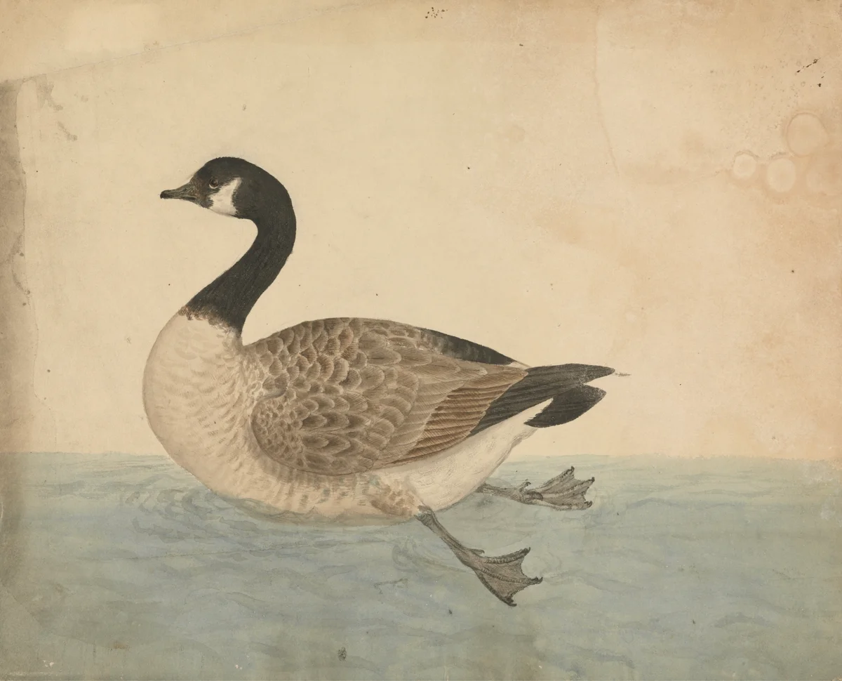 Geese 3 2