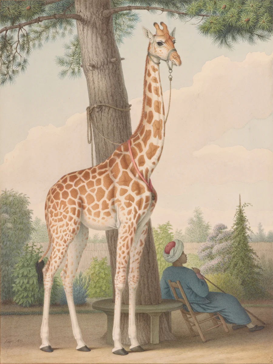 Giraffe