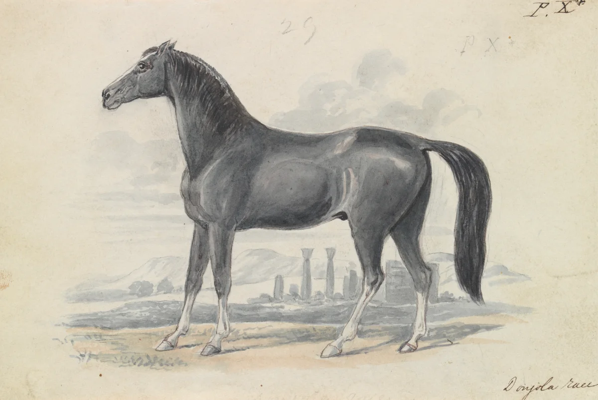 Horses 11