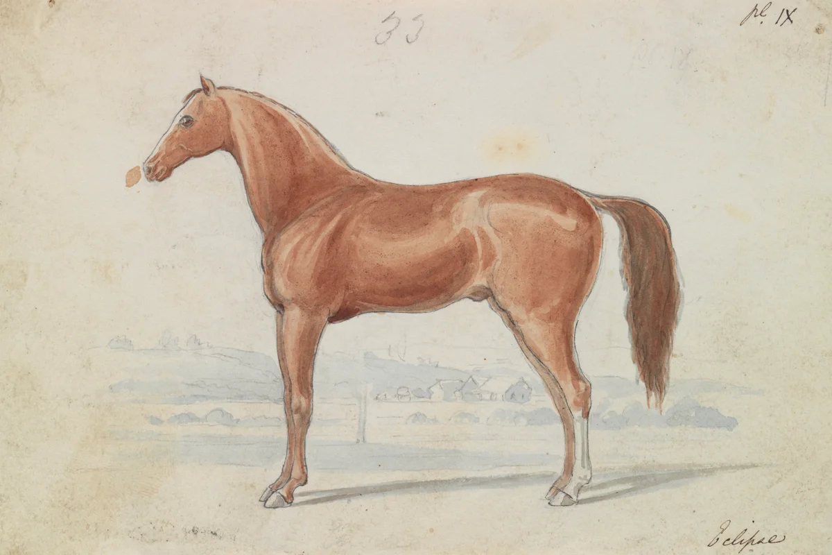 Horses 12