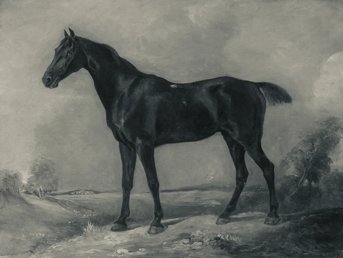 Horses 14