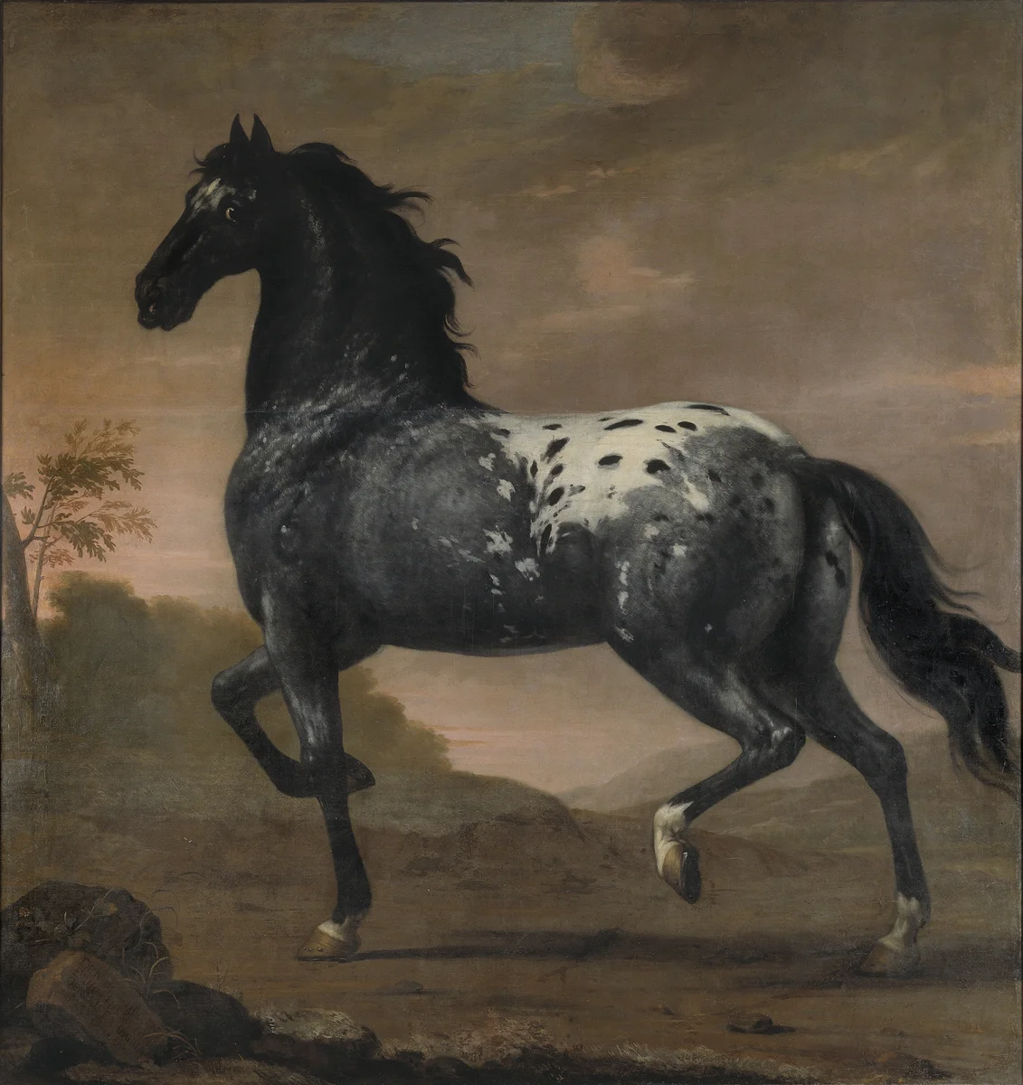 Horses 6