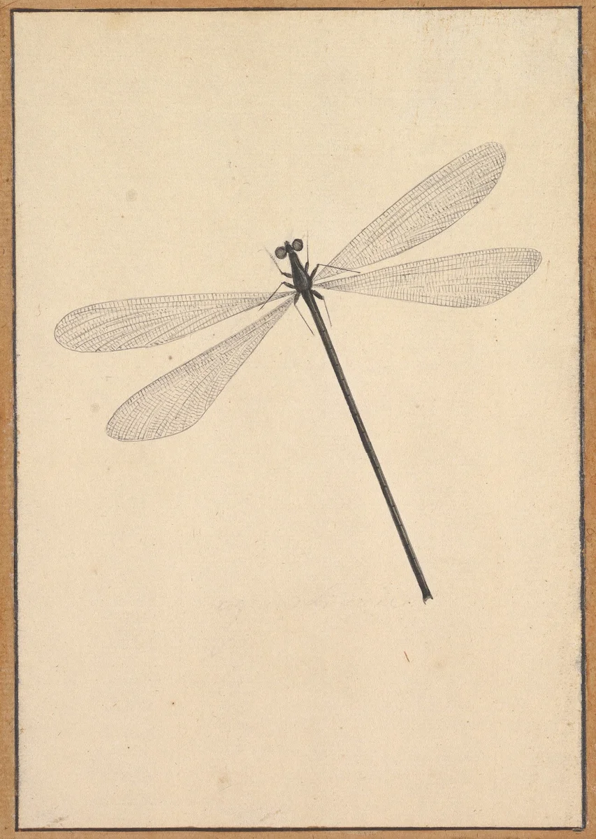 Insects 1