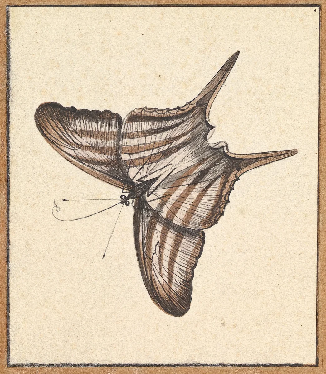 Insects 2