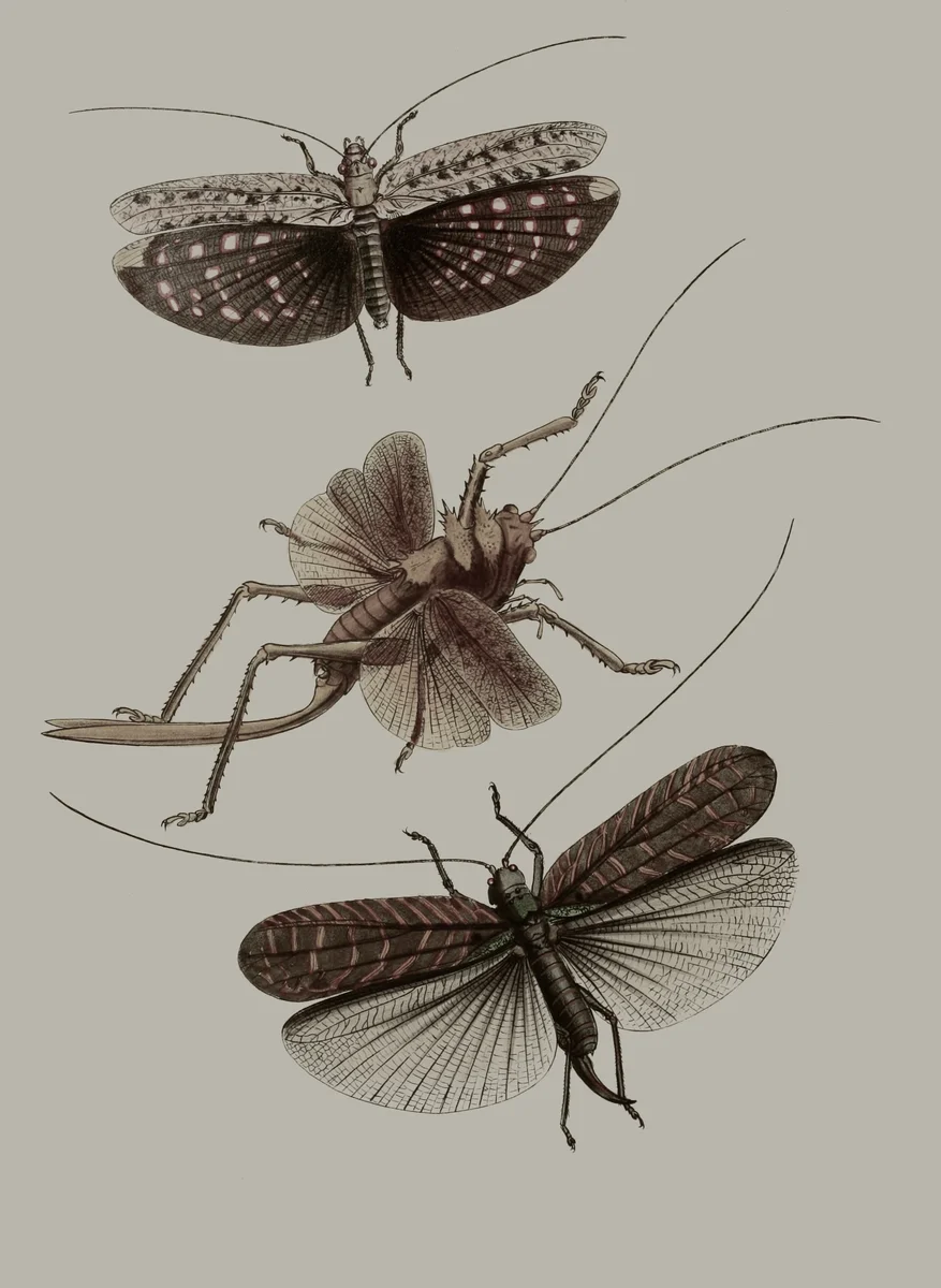 Insects 4