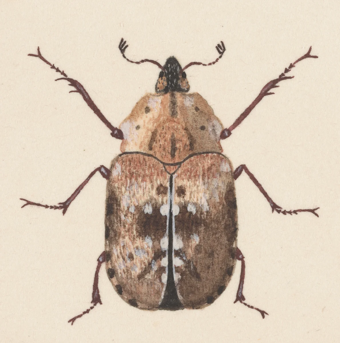Insects 3