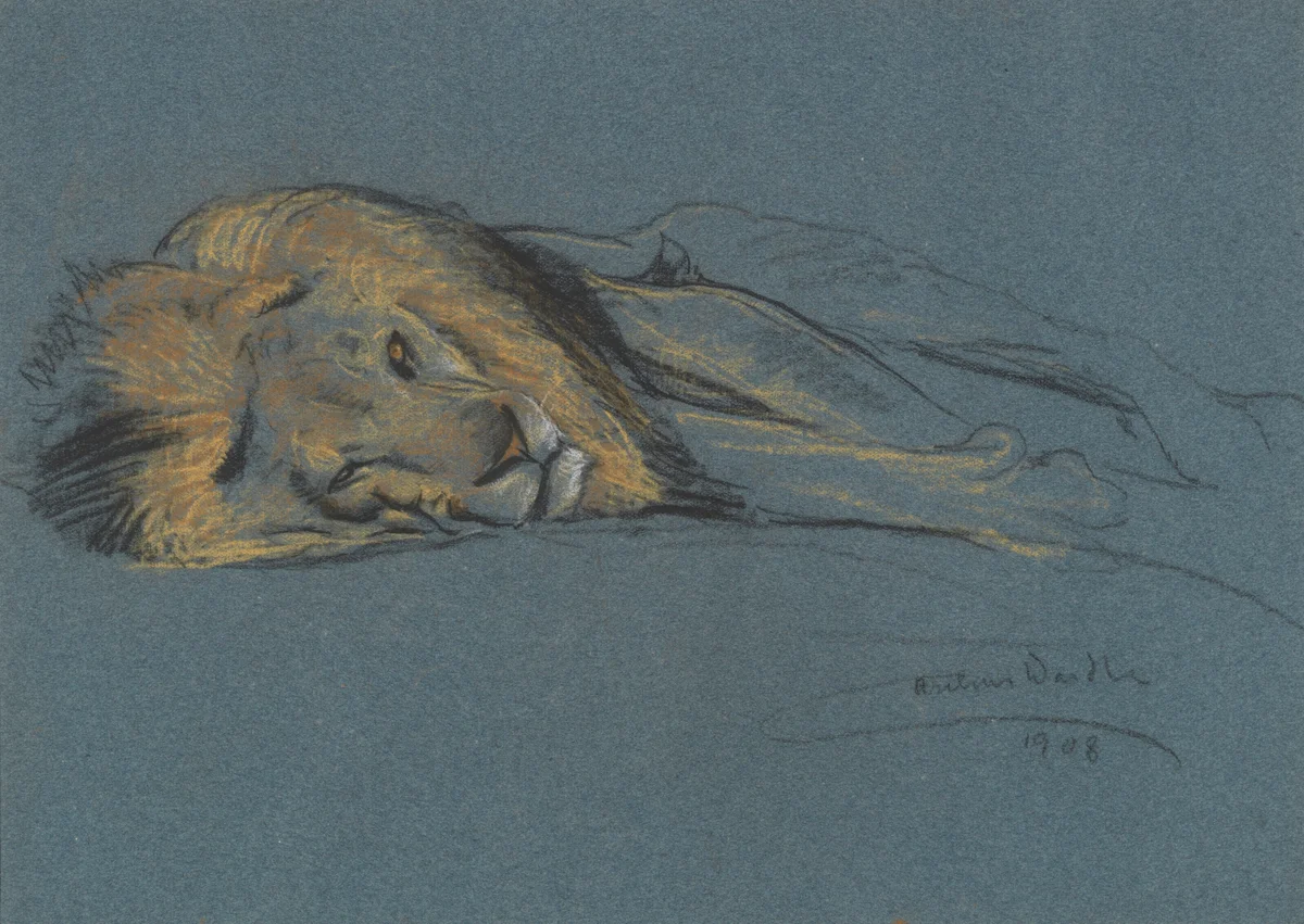 Lion 1