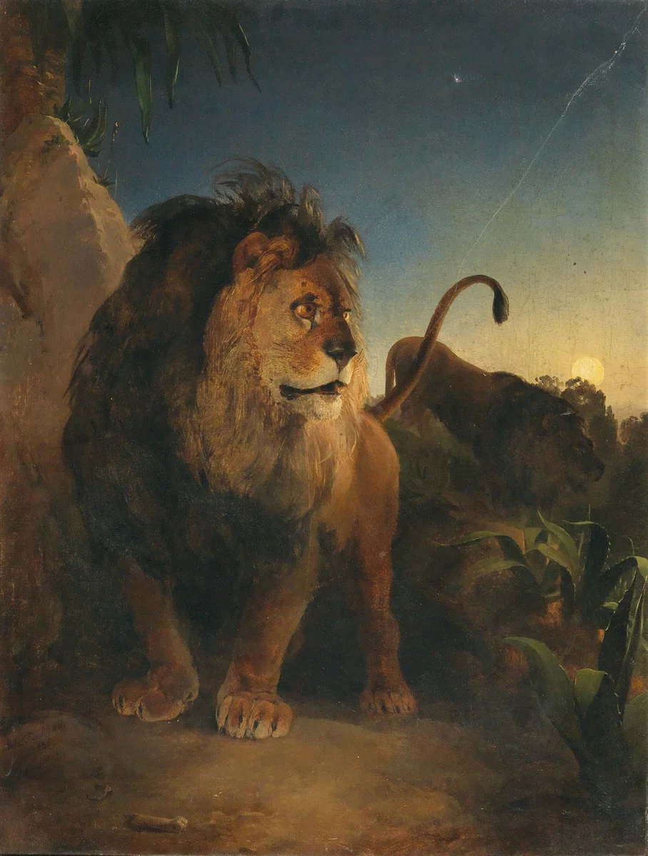 Lion 6