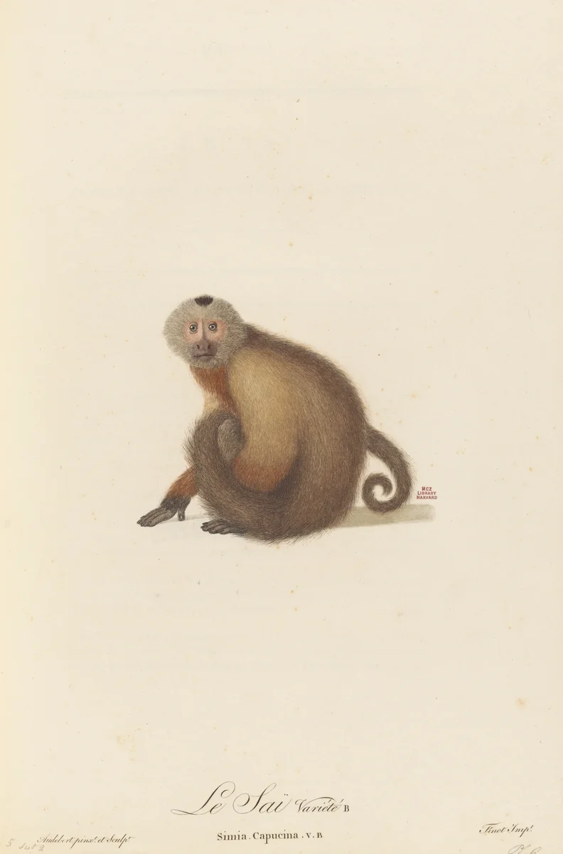Monkey 6