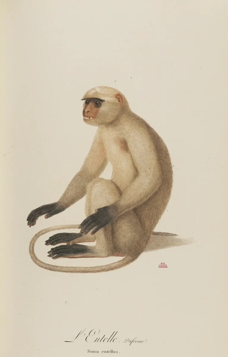 Monkey 7