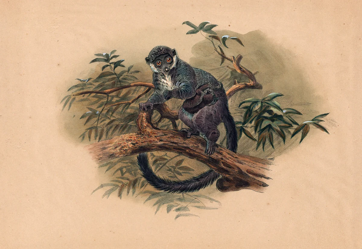 Monkey 16 2