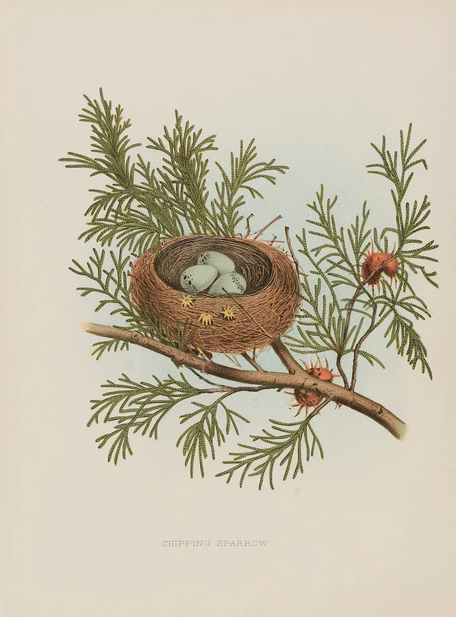 Nest 1 1