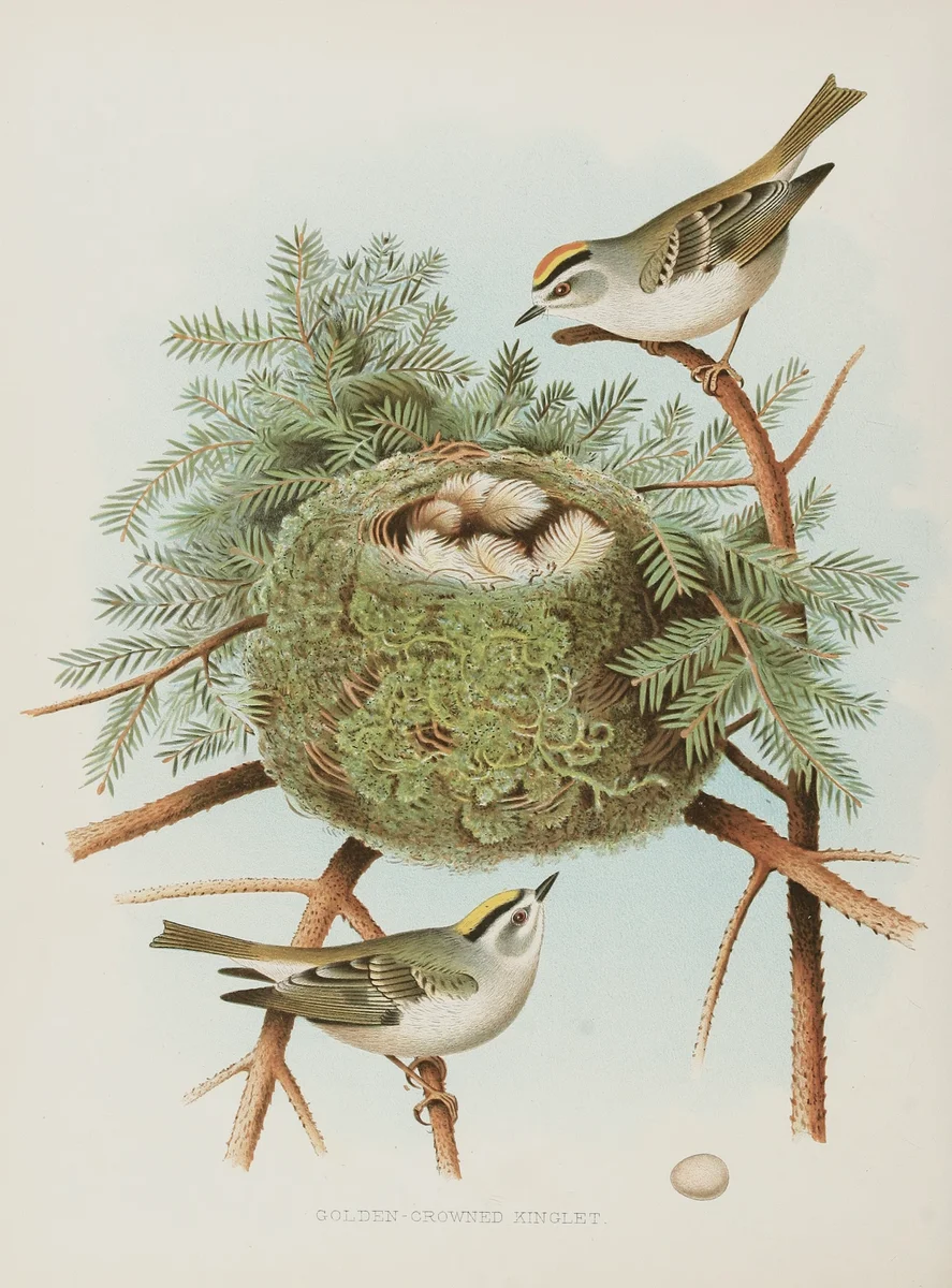 Nest 1 3