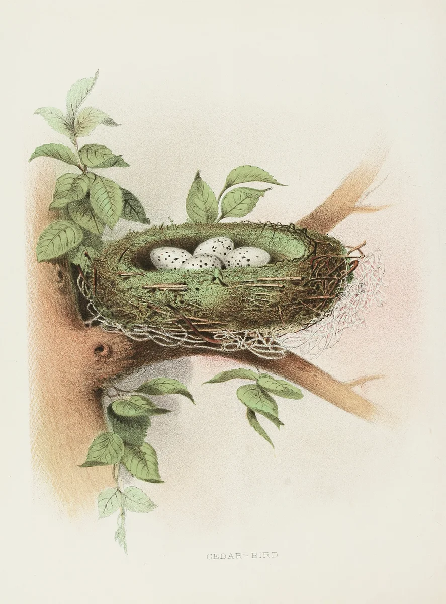 Nest 1 4