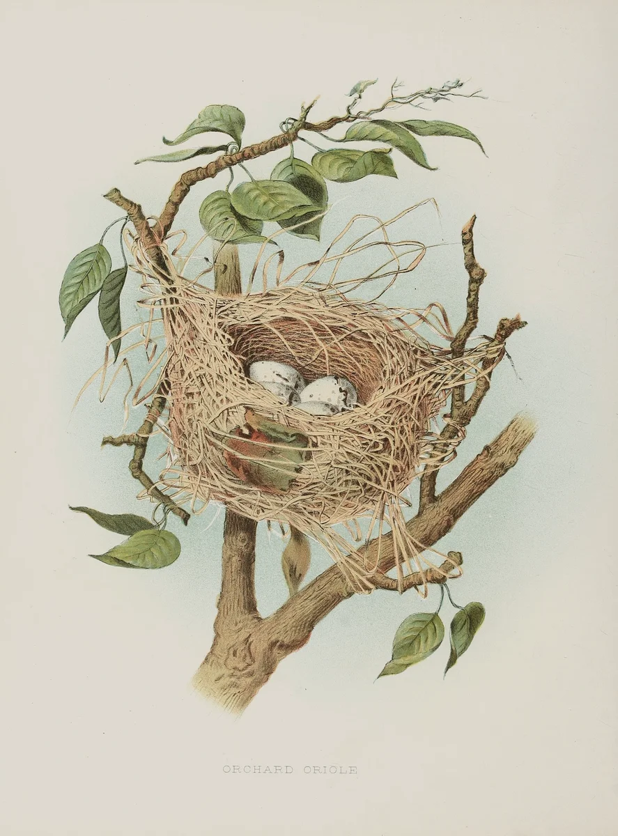 Nest 1 2