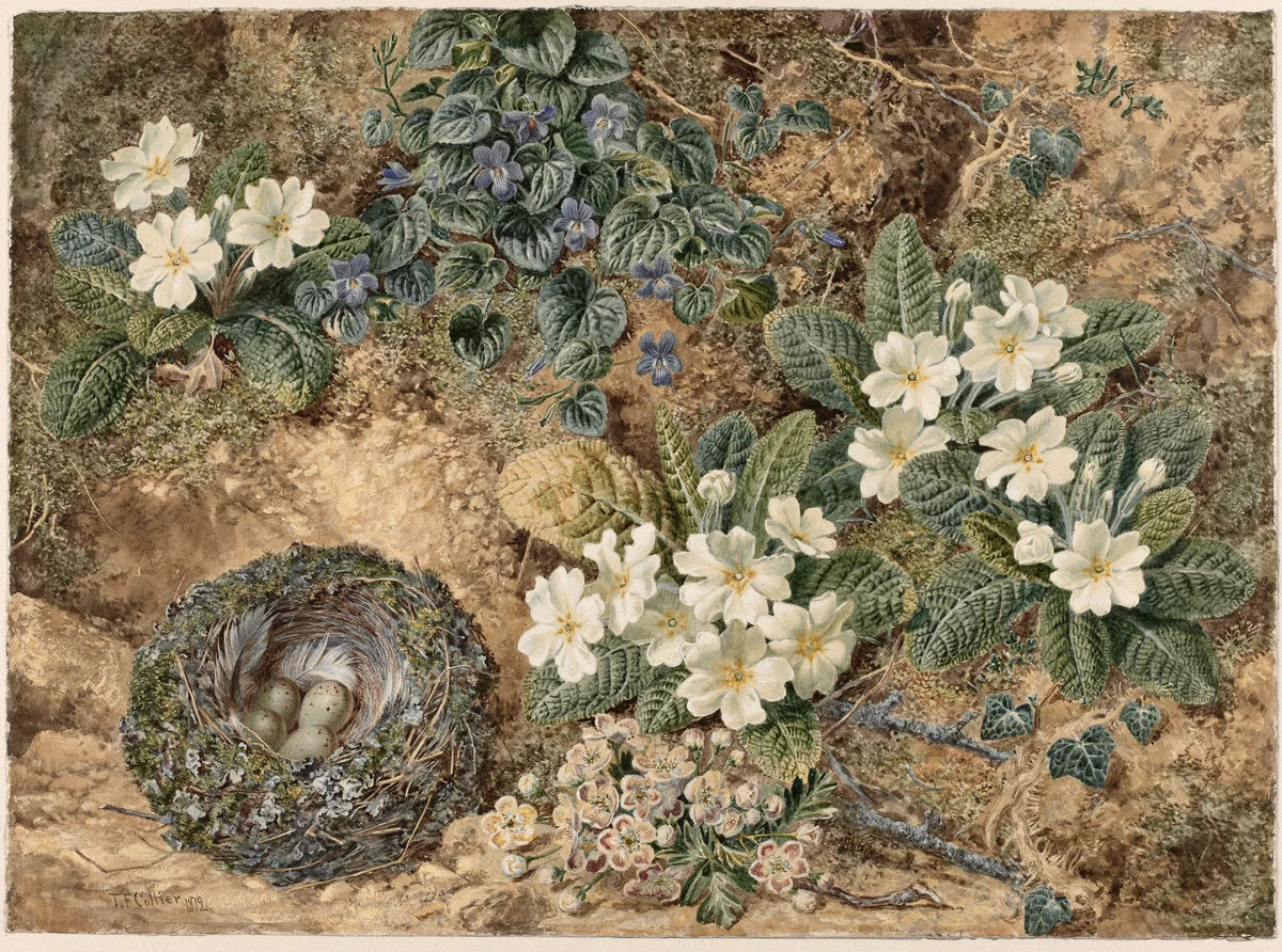 Nest 1 5