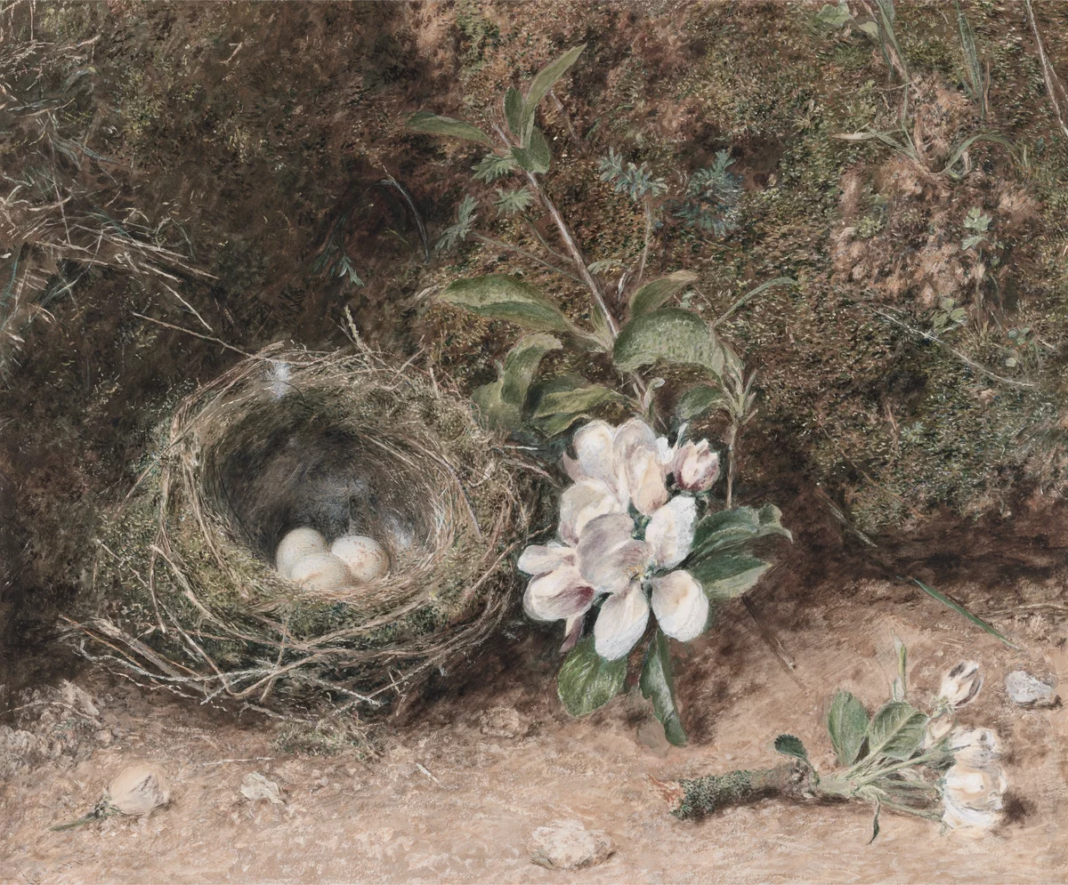 Nest 1